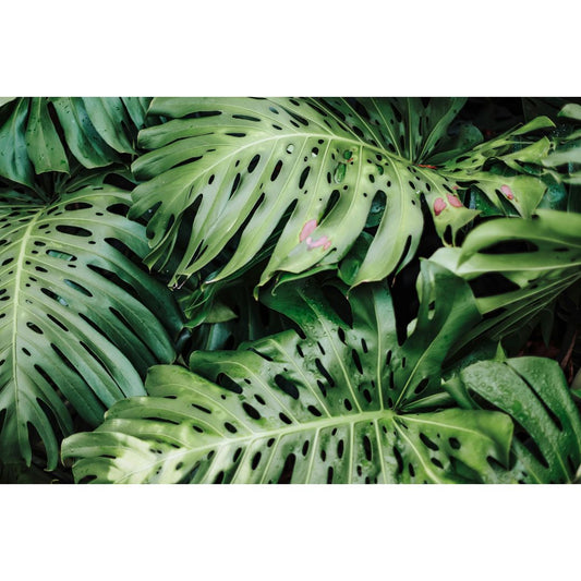 Cómo Detectar y Prevenir Hongos en Tus Plantas: Guía Completa con Antifúngicos Efectivos