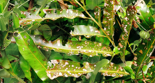 Horoi Plant - Limpieza y Protección Natural para tus Plantas