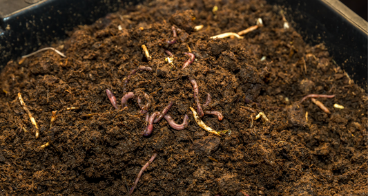 Lombriland - Nutrición Esencial para tus Plantas