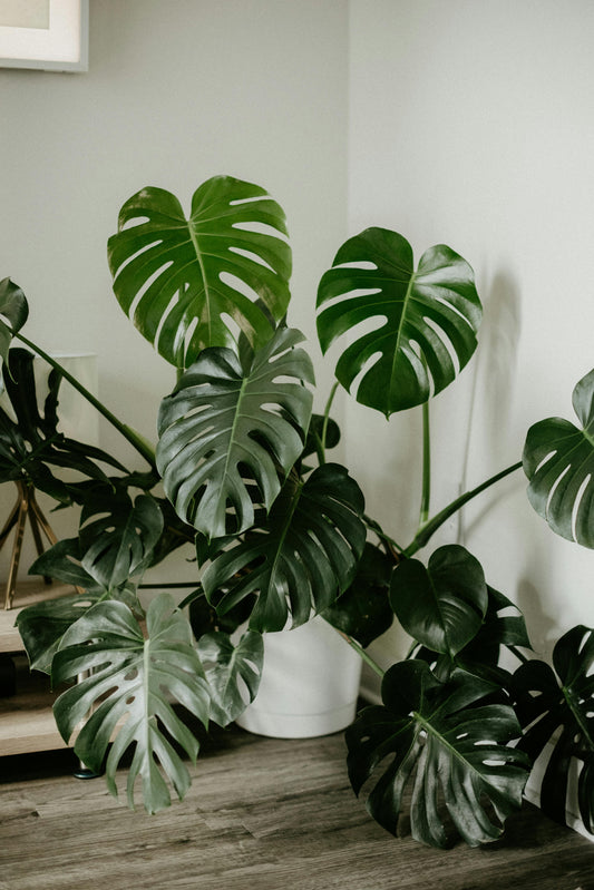 Guía Definitiva para el Cuidado de tu Monstera: Consejos Prácticos