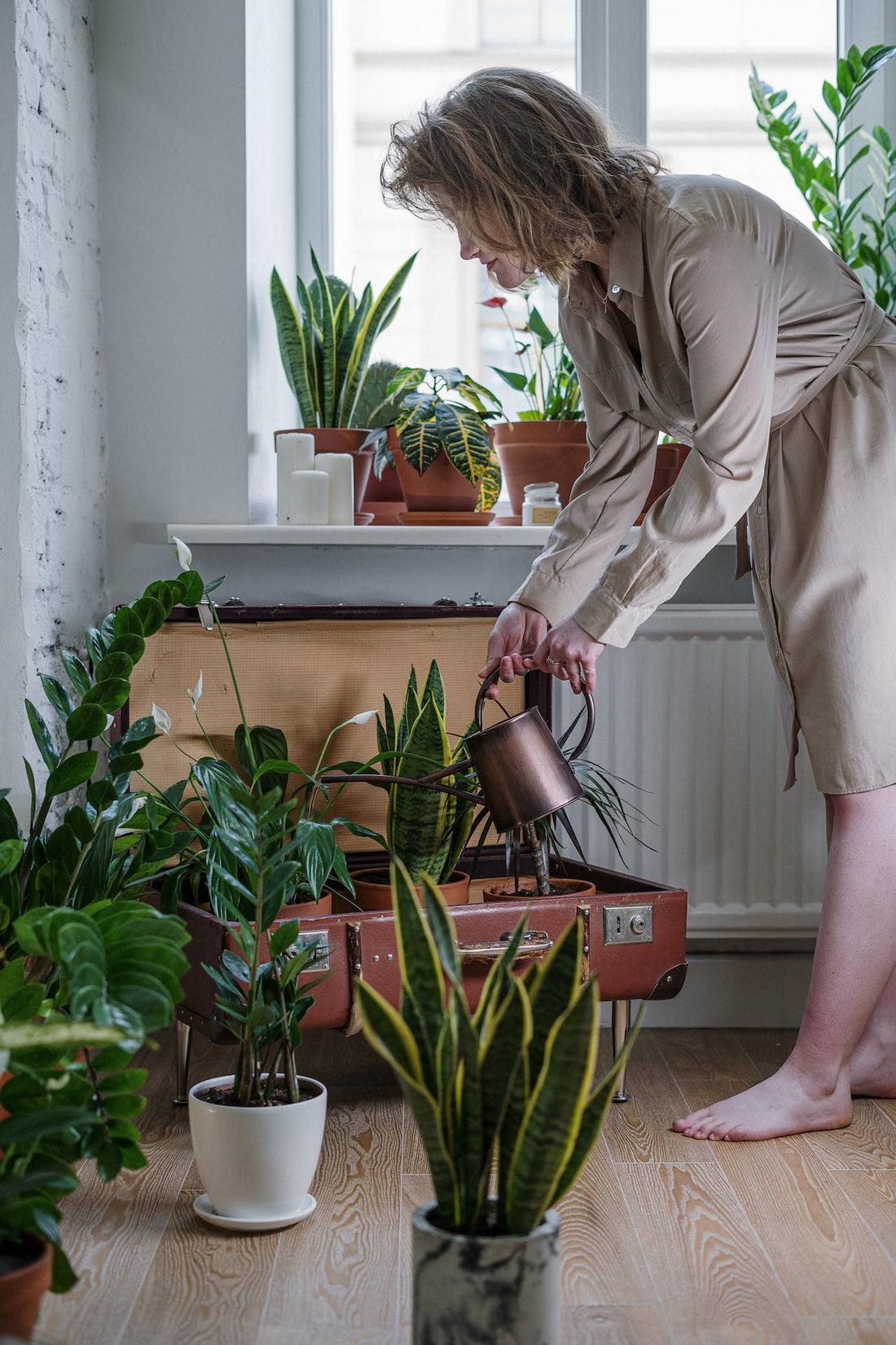 Cómo Partir un Jardín Orgánico en 9 Simples Pasos: Una Guía para Principiantes