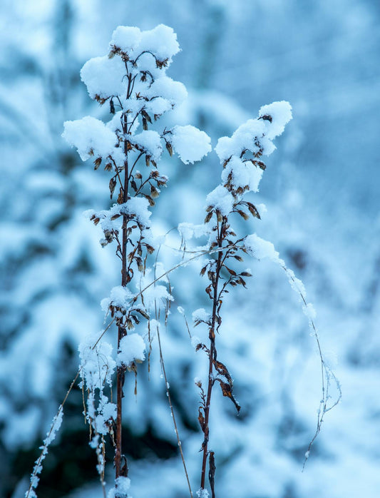 ¿Qué Hacer en el Invierno con las Plantas? Consejos para el Cuidado del Jardín en Chile