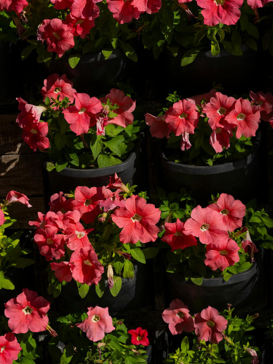 Cómo Proteger y Cuidar tus Plantas Durante el Verano ☀️🌿