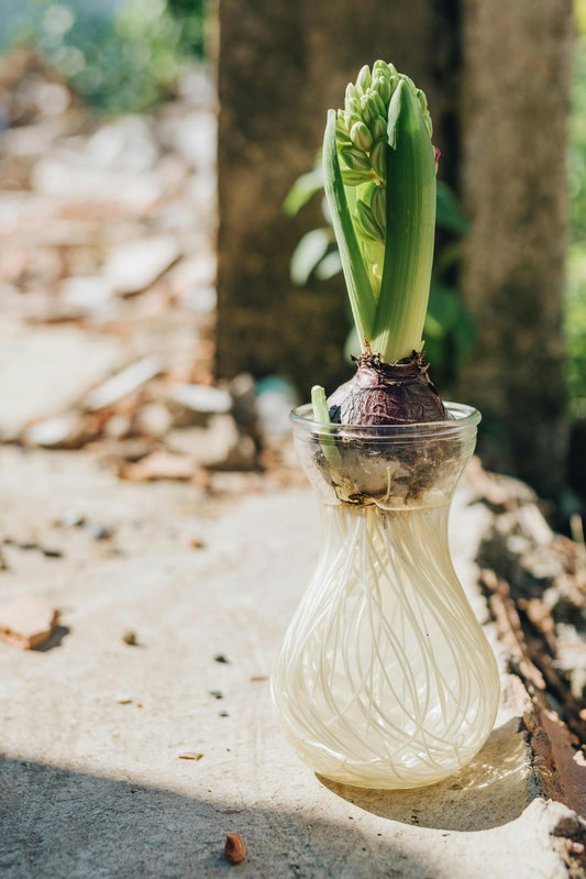 Biolife Rhizo: El Mejor Enraizante Biológico con Trichodermas y Bacillus