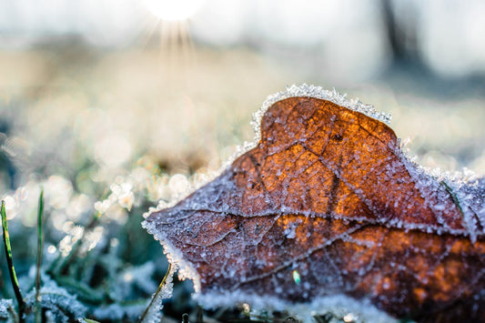 Consejos de Jardinería para el Invierno: Cómo Cuidar tu Jardín en Agosto
