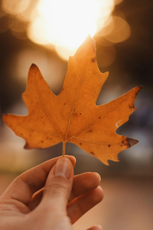 Guía de cuidados para tus plantas en abril: Bienvenido otoño