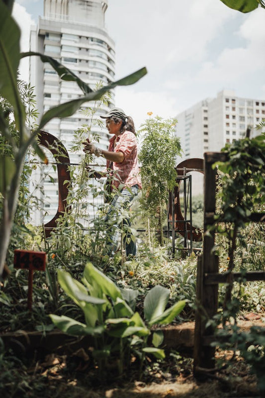 Guía Definitiva para el Cuidado de Plantas de Interior en Departamentos: Consejos Prácticos y Fotos