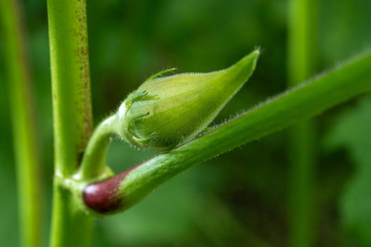 Microbioma Plant Food: Fertilizante Biológico para un Jardín Saludable en Primavera