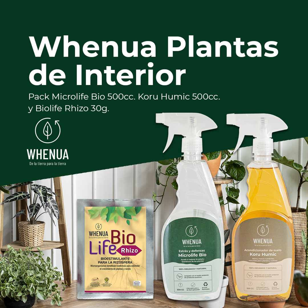 Kit Plantas de Interior