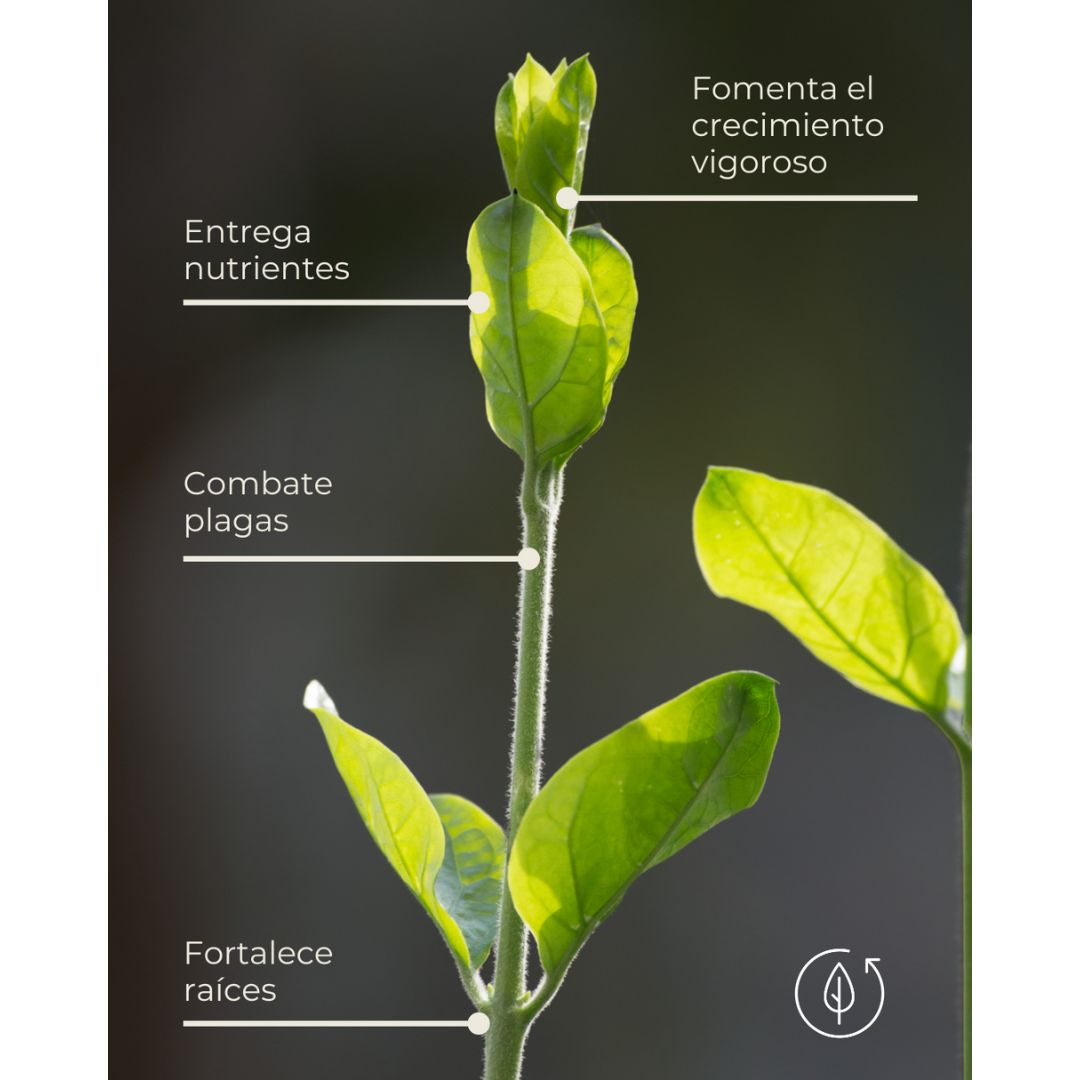 Insecticida Orgánico - Kai Repel 30g (20L o 1000 m²)