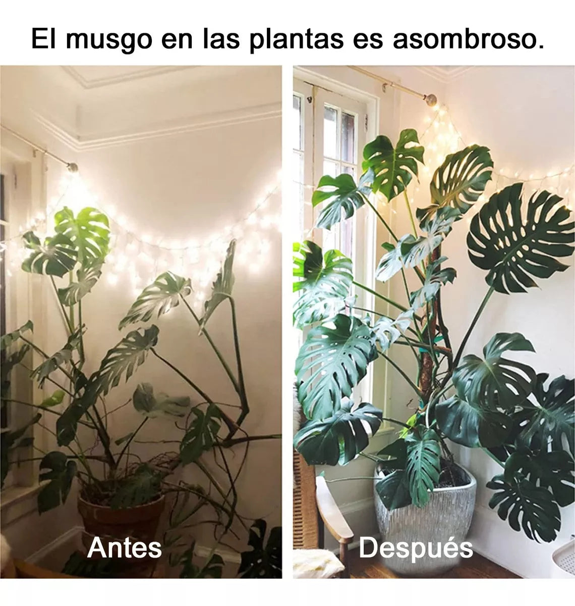 Juego de Tutores de Musgo para Plantas Trepadoras – 2 Tutores de Coco + Accesorios