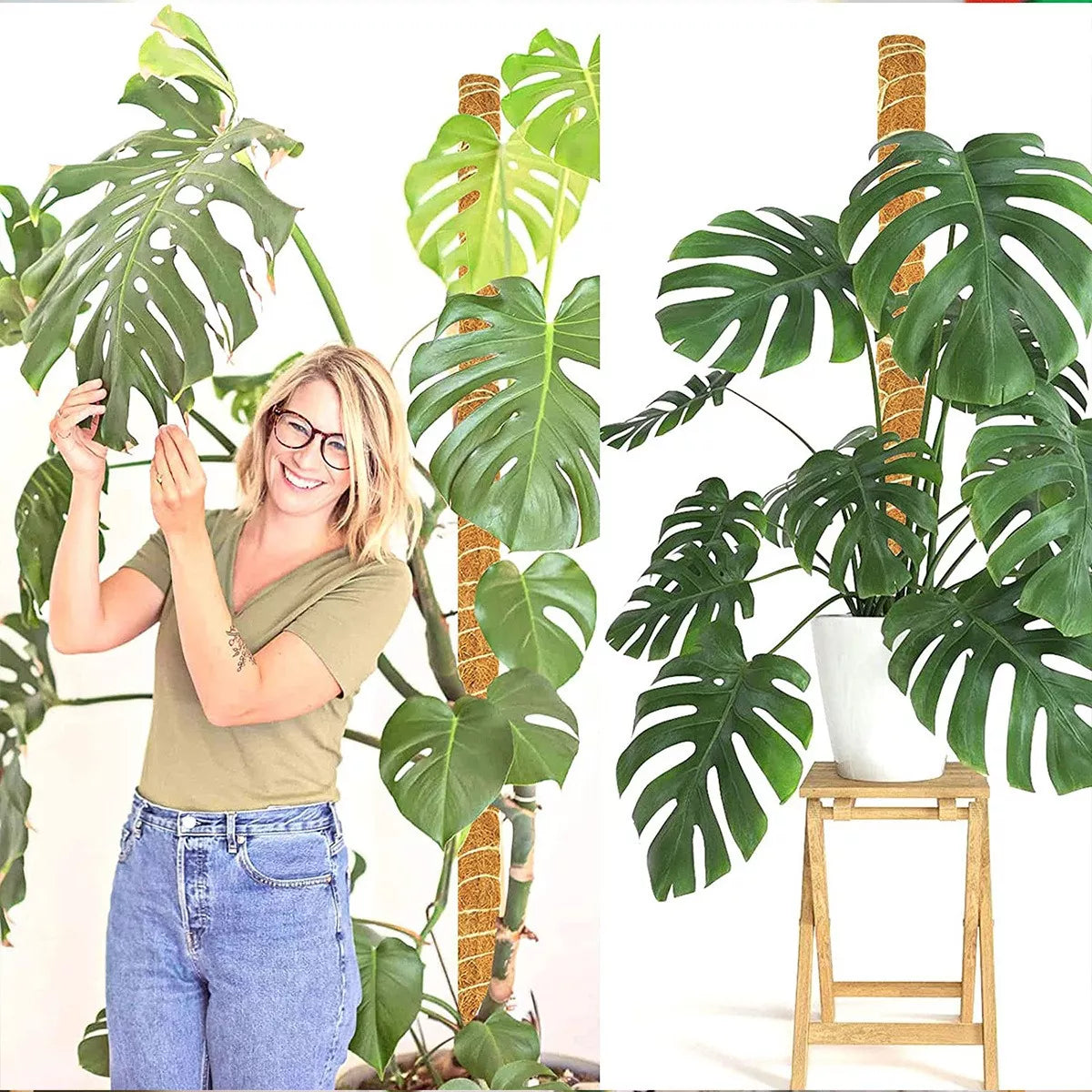 Juego de Tutores de Musgo para Plantas Trepadoras – 2 Tutores de Coco + Accesorios