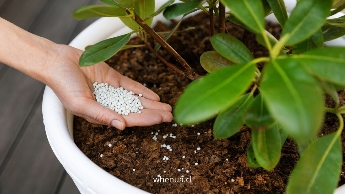 Mano aplicando fertilizante granulado NPK a una planta en maceta — Whenua