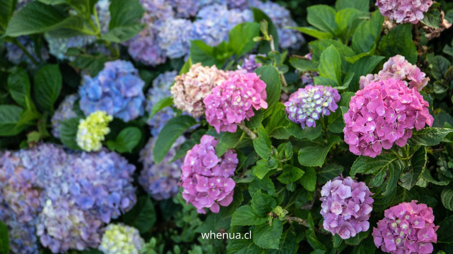 Hortensias en flor en el jardín, floración abundante — Whenua