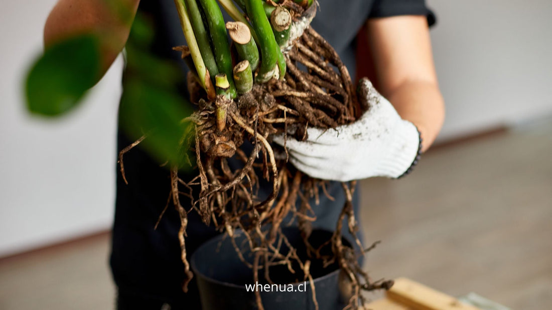 Raíces de una planta durante el trasplante, desarrollo radicular — Whenua