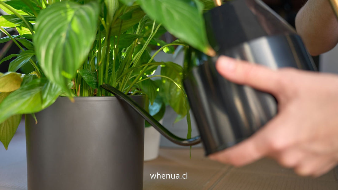 Riego y cuidado de una planta en maceta tras el trasplante — Whenua