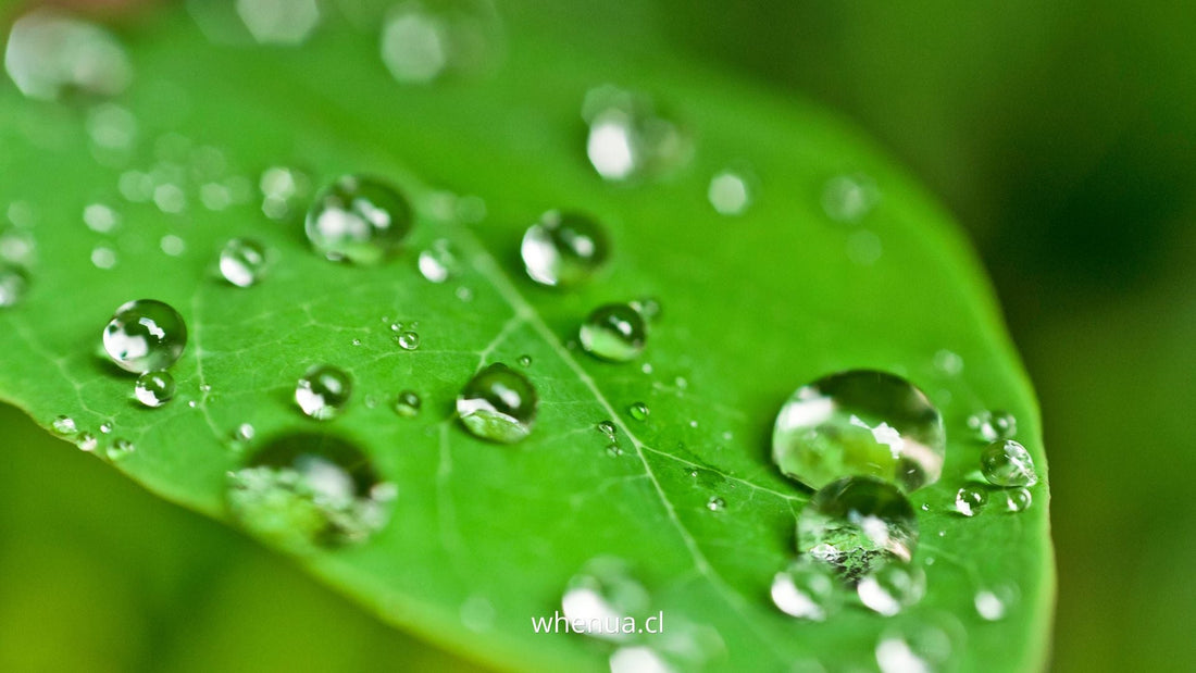 Hoja verde cubierta de gotas de rocío, humedad que favorece los hongos — Whenua