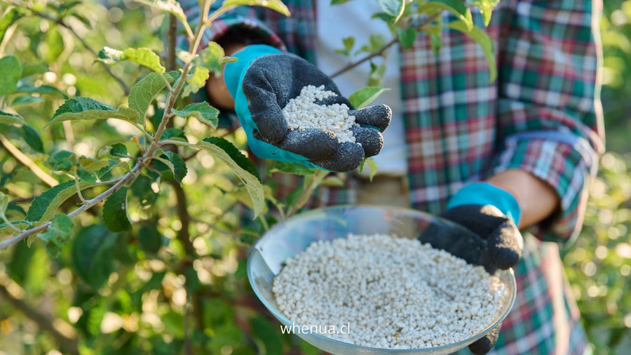 Aplicación de fertilizante granulado en un frutal, gránulos de liberación controlada — Whenua