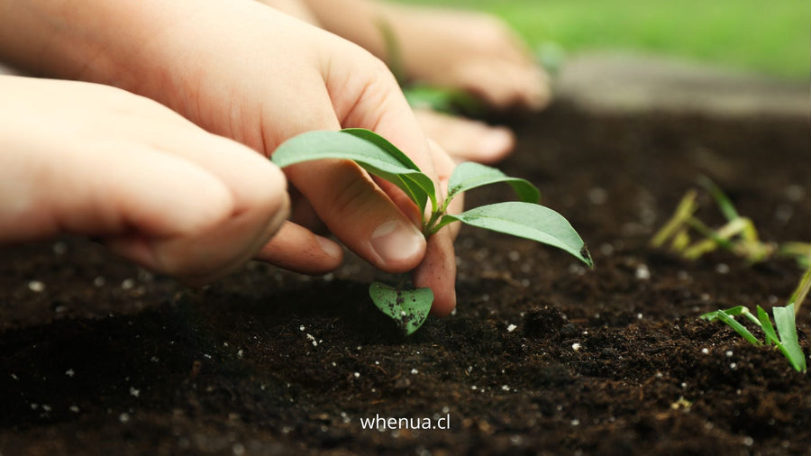 Manos plantando un plantín en la tierra de un huerto recién instalado — Whenua