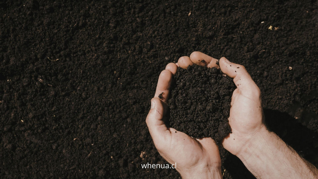 Manos sosteniendo tierra rica y oscura, sustrato de cultivo — Whenua