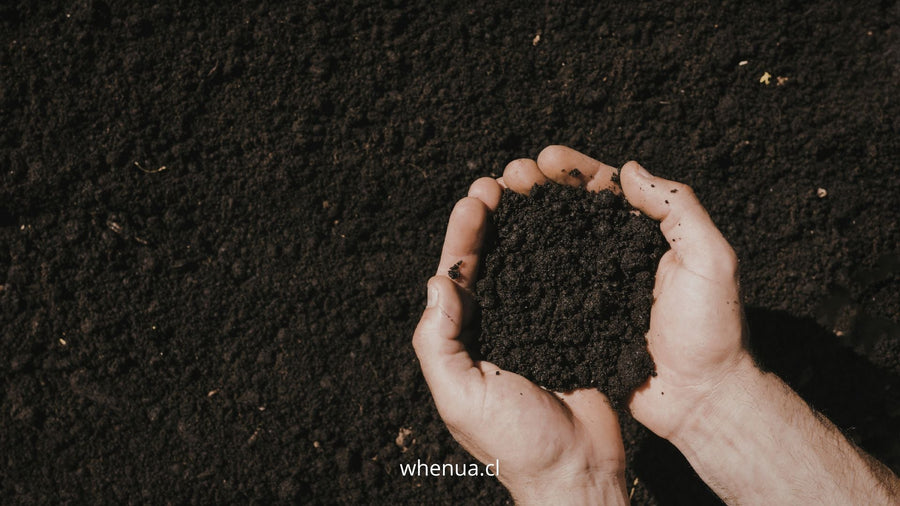 Manos sosteniendo tierra rica y oscura, sustrato de cultivo — Whenua