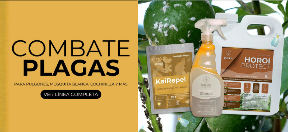 Plagas comunes en plantas de casa y jardín: cómo identificarlas y controlarlas de forma natural