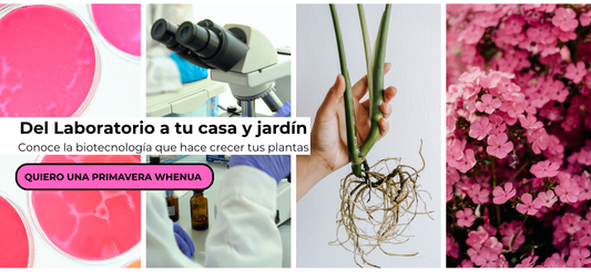 Plagas que aparecen a fines de noviembre en Chile (y cómo controlarlas con biotecnología natural)