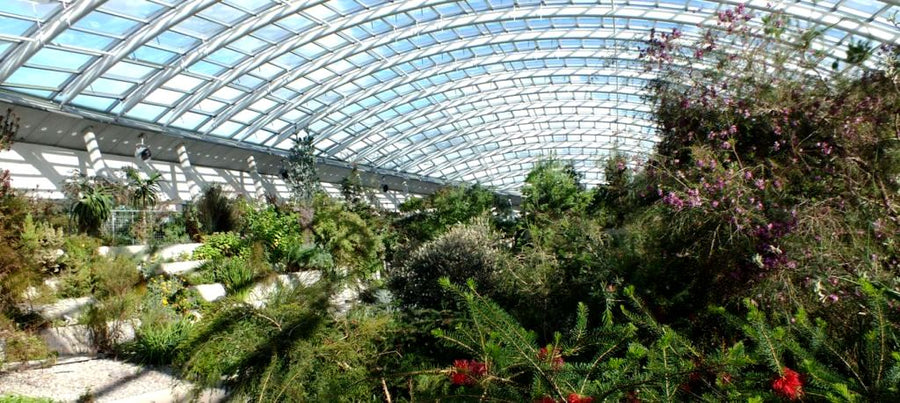 Jardinería en invierno: qué hacer en julio en Chile para cuidar tus plantas