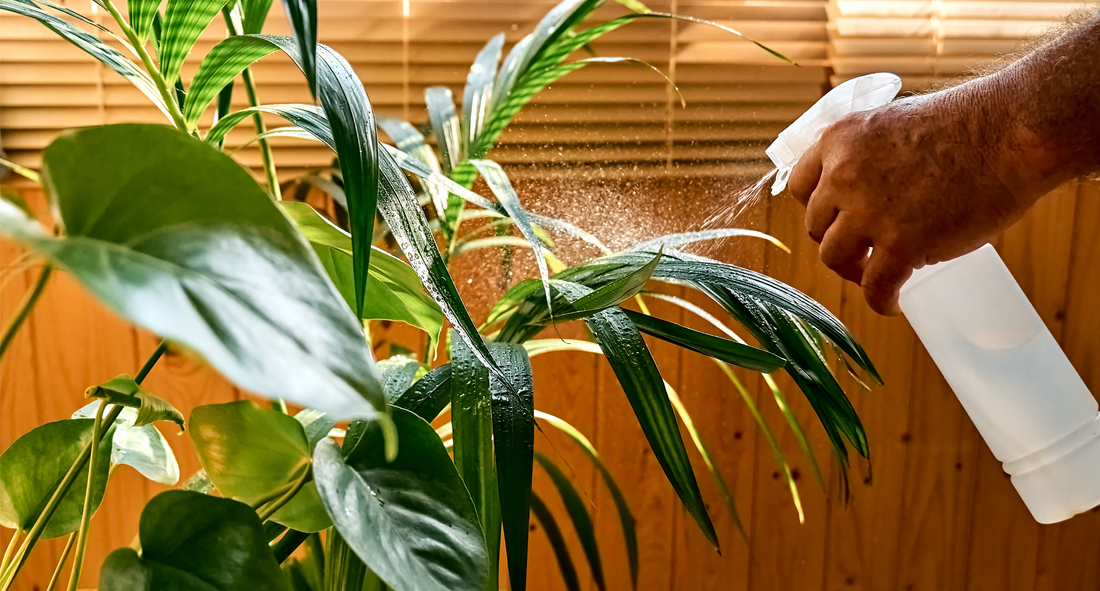 Jardín biológico Whenua — biotecnología chilena para plantas y suelo