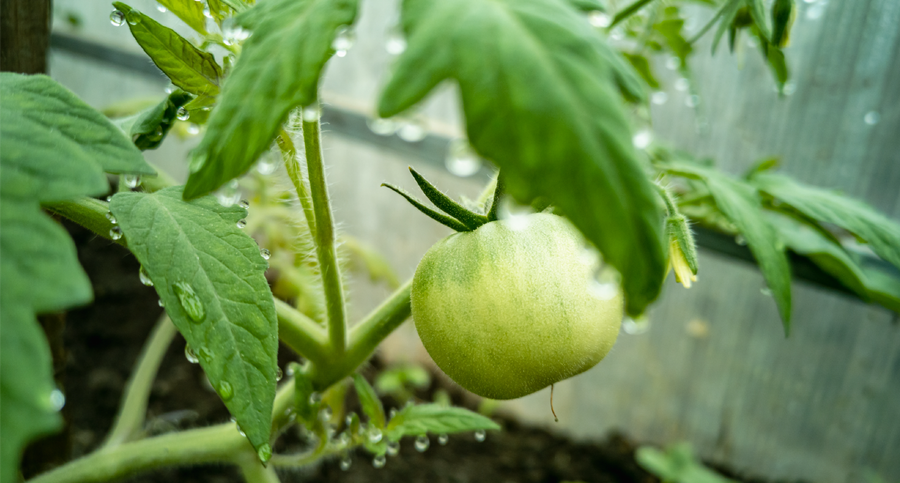 Hojas Amarillas y Frutos Pequeños — Cómo Detectar Deficiencias Foliares