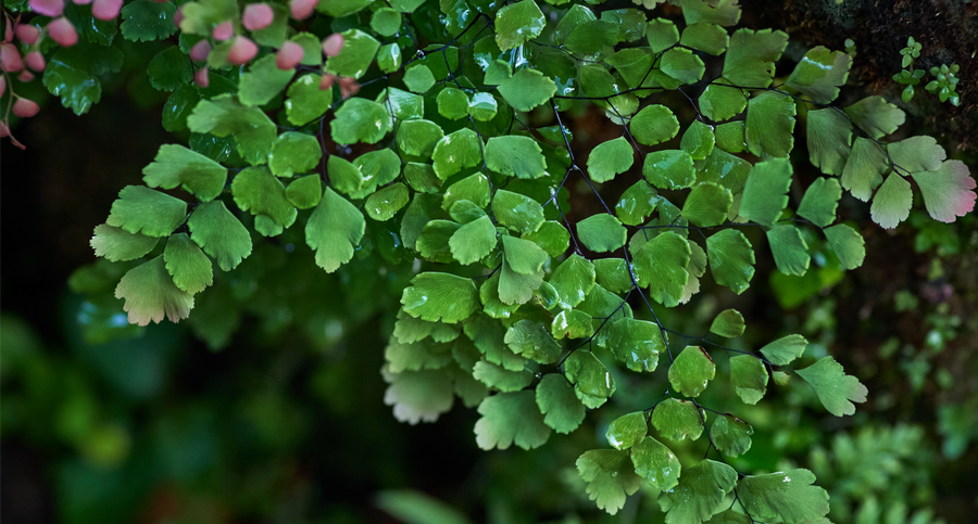 Control natural de plagas y pulgones en plantas