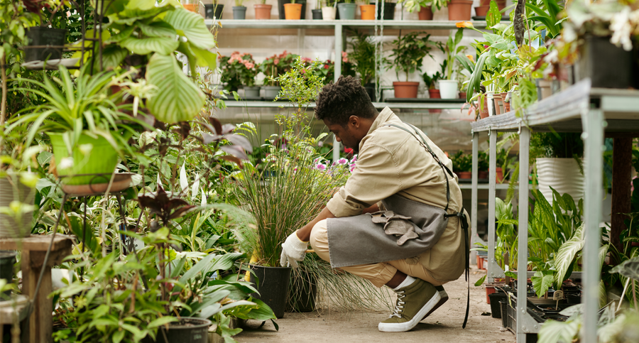 Hongos y Humedad en Plantas — Prevención y Tratamiento Natural