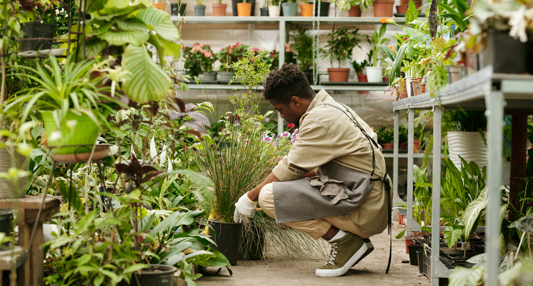 Hongos y humedad en plantas: prevención y tratamiento