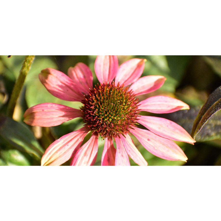 Hojas Brillantes, Plantas Saludables — Cuidado Foliar Premium