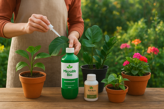 Bienvenida la Primavera: Activa y Revitaliza tu Jardín en Septiembre