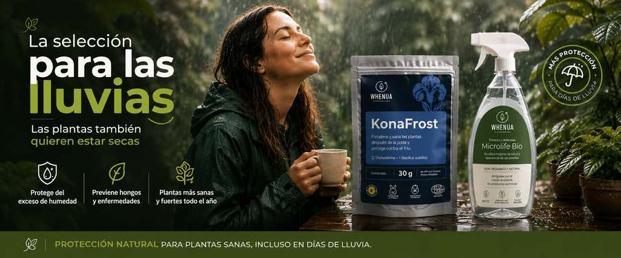 Qué hacer con las plantas en días de lluvia | Guía Whenua