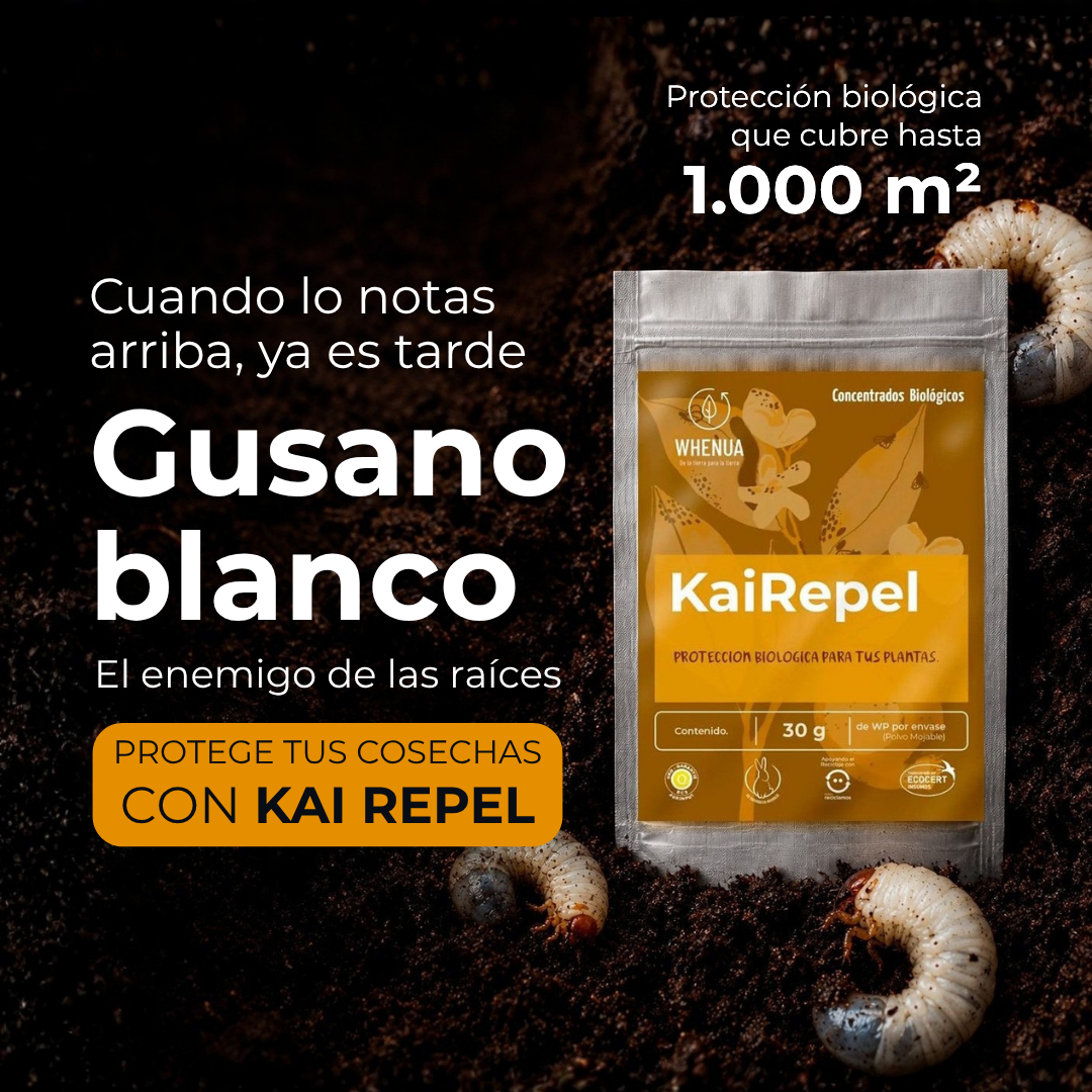 Gusano blanco: control biológico Whenua