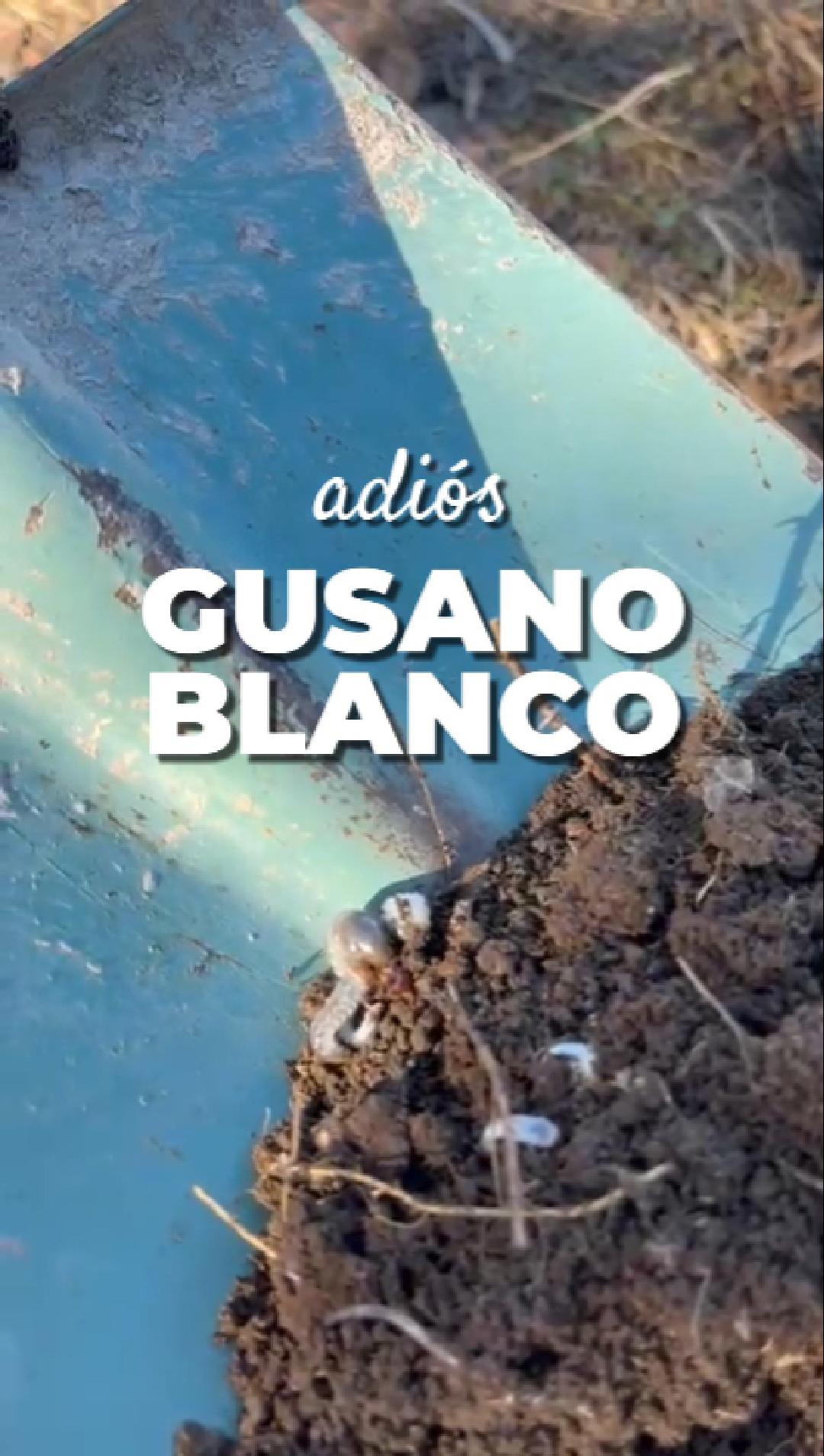 Larva blanca de gusano blanco en la tierra junto a una pala: adiós gusano blanco con Kai Repel de Whenua