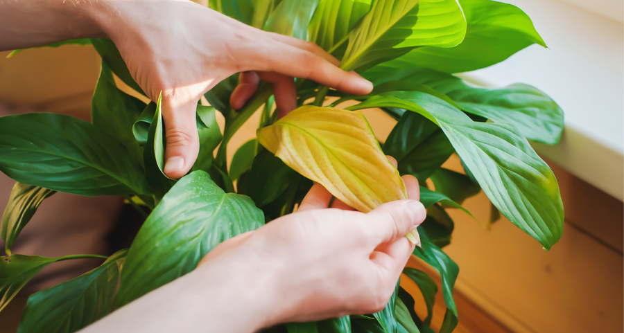 Fertilización Completa en un Solo Paso — NPK Orgánico para Jardín