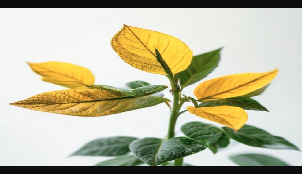 Por qué las hojas de tus plantas se ponen amarillas (y cómo solucionarlo)