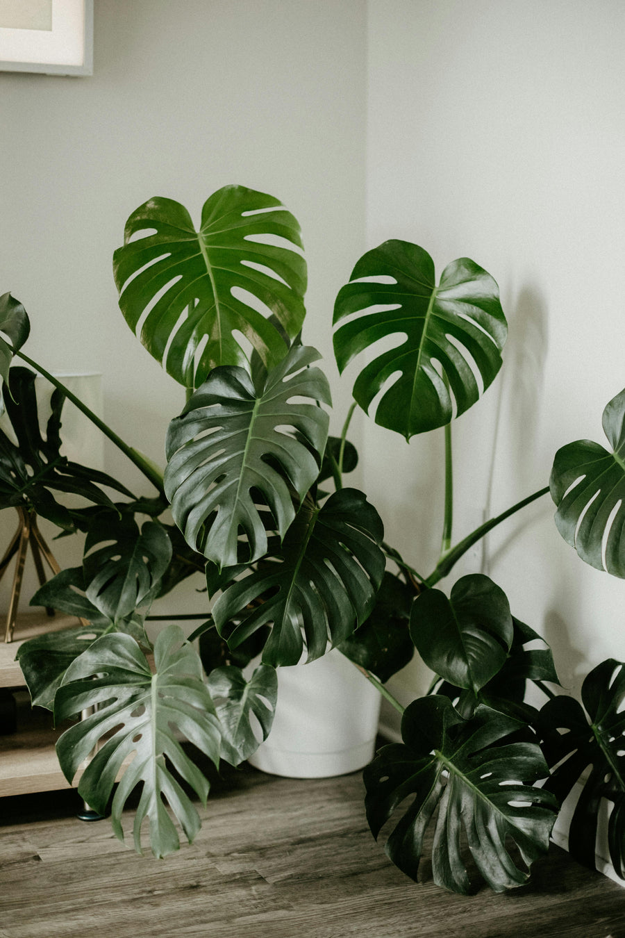 Guía Definitiva para el Cuidado de tu Monstera: Consejos Prácticos