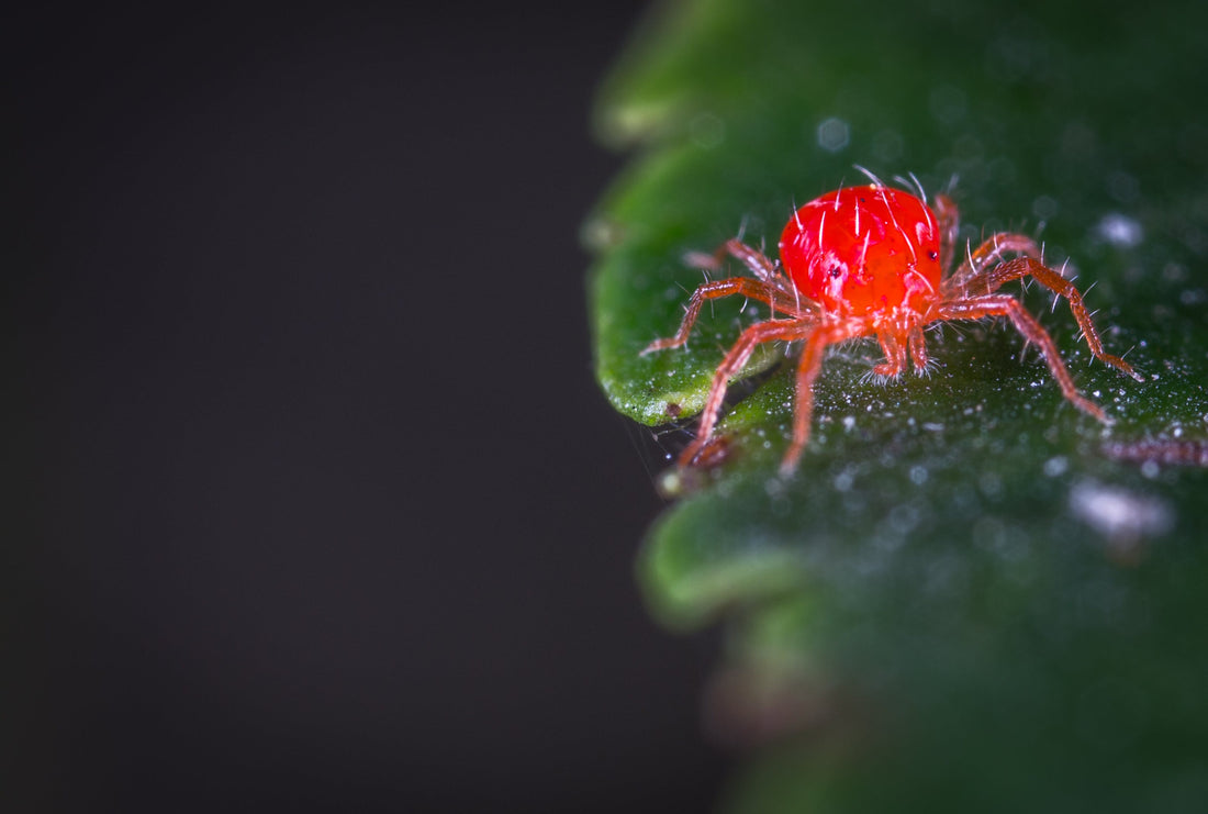 Control Orgánico de la Arañita Roja: Chetak y Biolife Expert al Rescate 🌿🕷️