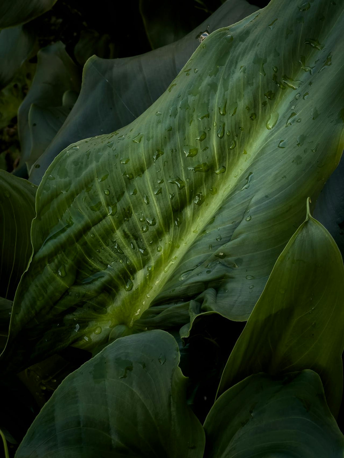 ¡Descubre los Secretos del Jabón Potásico para el Cuidado de tus Plantas con Horoi Plant!
