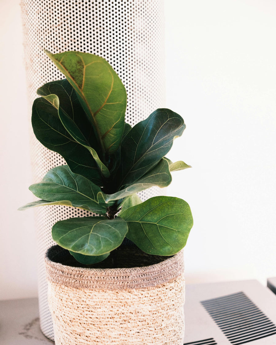 Guía Completa sobre los Problemas y Cuidados del Ficus Lyrata