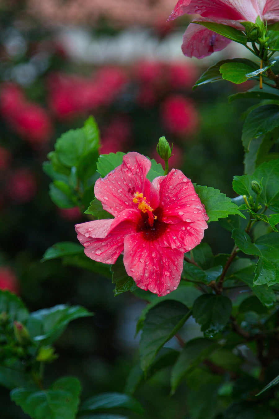 Primavera en el Jardín — Cómo Preparar Tus Plantas para la Temporada