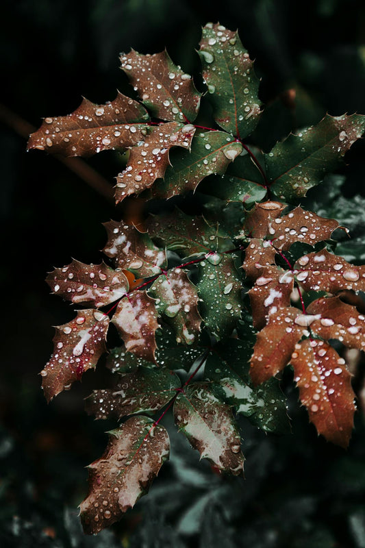 Consejos post lluvia para el cuidado de tus plantas de interior y exterior