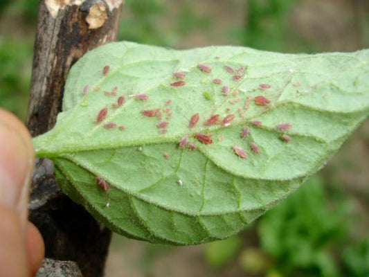 Cómo Hacer Jabón Potásico Ecológico: Insecticida Natural para Plantas