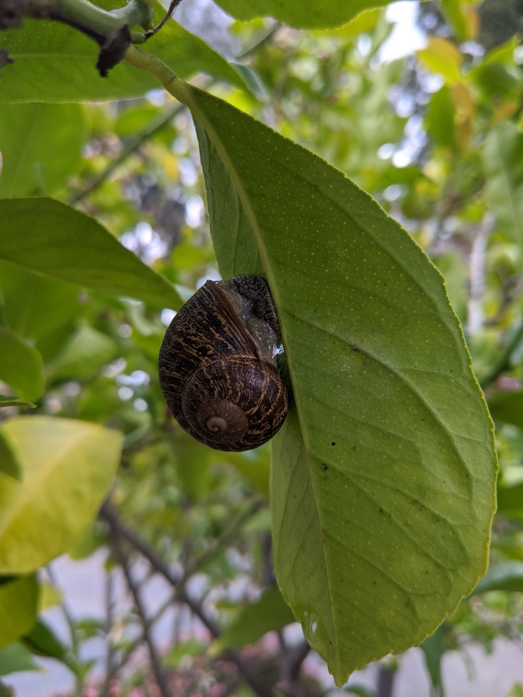 Caracol de jardín sobre una hoja