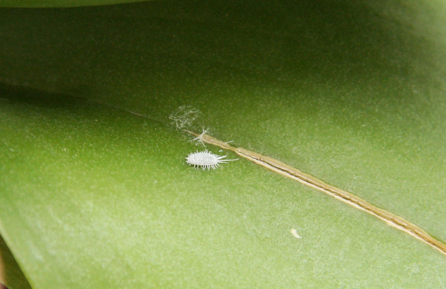 Cochinilla algodonosa en una hoja verde