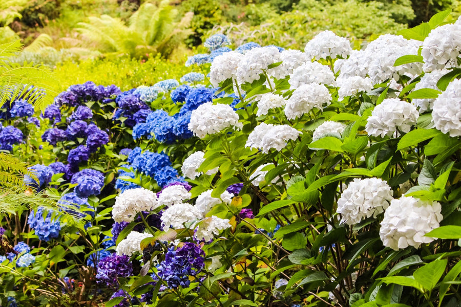Jardín con flores en plena floración